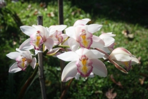 Orchids at the King's garden