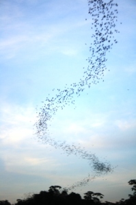 Flight of the bats