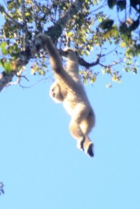 A white-handed gibbon, just hanging about